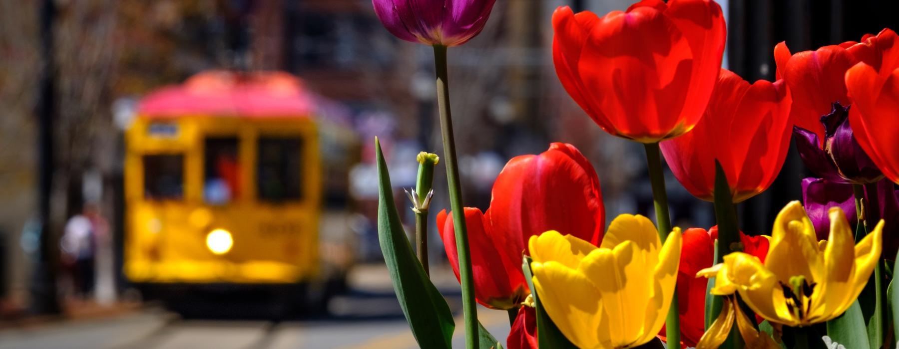 a group of colorful flowers with a train car in the background